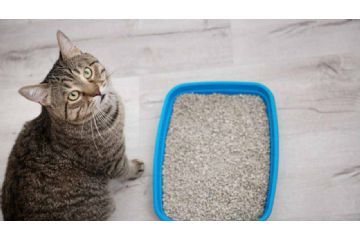 Servizio di raccolta lettiera per animali