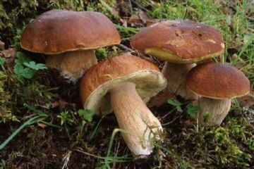 Corso formativo di preparazione ed esame per il rilascio all'idoneità alla vendita per gli esercenti il commercio di funghi epigei freschi spontanei
