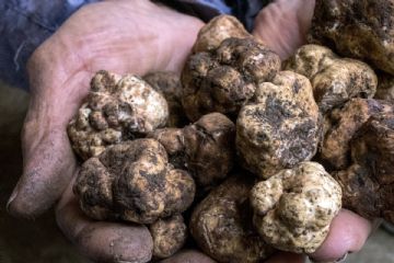 Consulenza gratuita per la popolazione in merito al riconoscimento dei funghi epigei freschi e certificazione dei funghi epigei freschi per la vendita